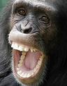 Chimpyacking.jpg