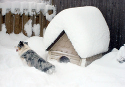 HomerinSnow.JPG