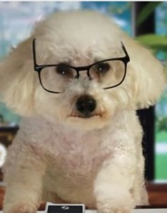 Dog Sire